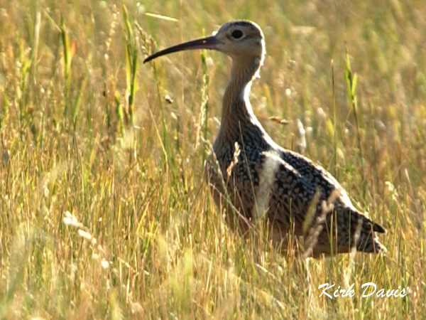 Photo (25): Long-billed Curlew