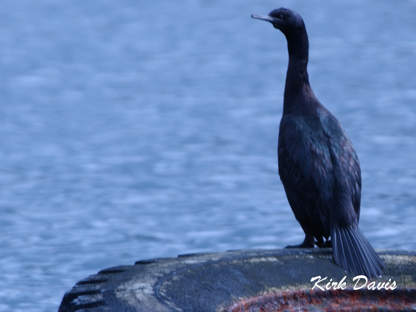 Photo (8): Pelagic Cormorant