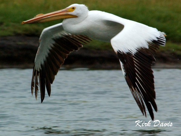Photo (6): American White Pelican
