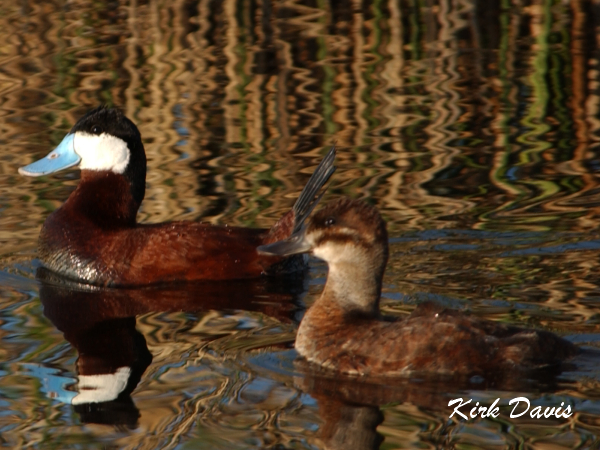 Photo (1): Ruddy Duck