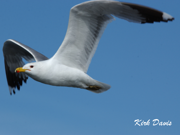 Photo (2): California Gull