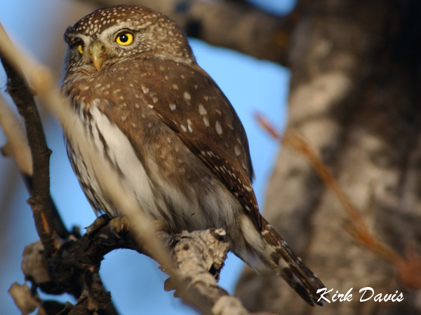 Photo (3): Northern Pygmy-Owl