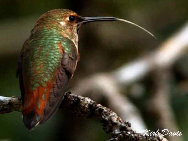 Photo (15): Rufous Hummingbird