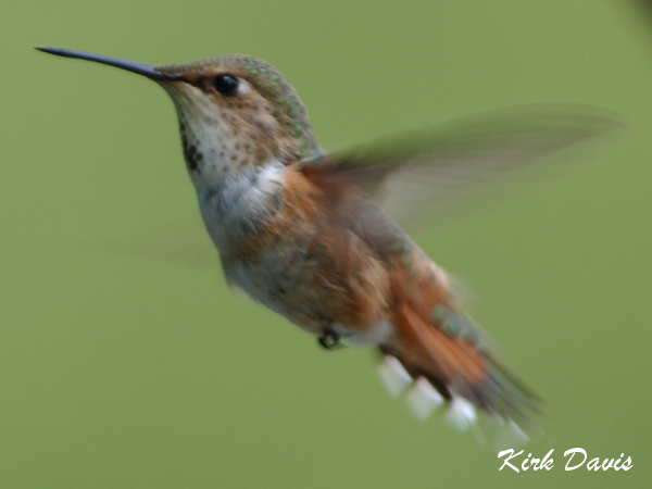 Photo (16): Rufous Hummingbird