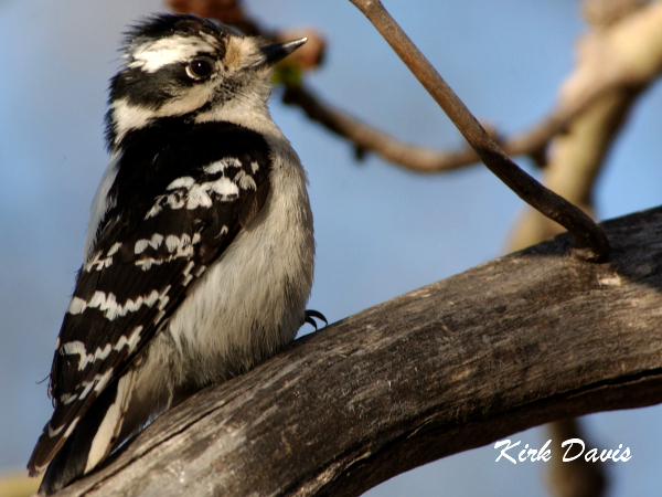 Photo (8): Downy Woodpecker