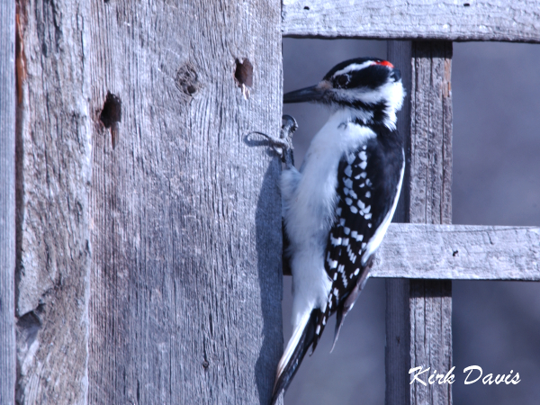 Photo (16): Hairy Woodpecker