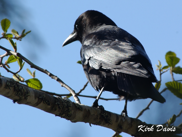 Photo (6): Northwestern Crow
