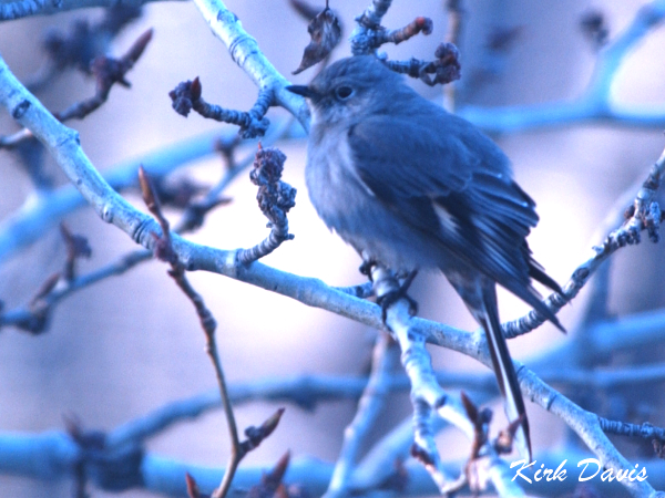 Photo (7): Townsend's Solitaire