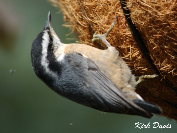 Photo (8): Red-breasted Nuthatch