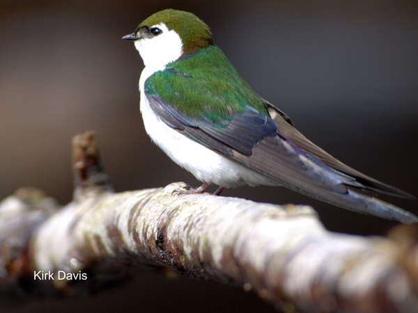 Photo (6): Violet-green Swallow