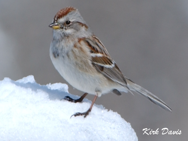 Photo (4): American Tree Sparrow