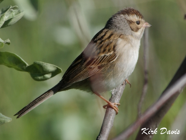Photo (7): Clay-colored Sparrow