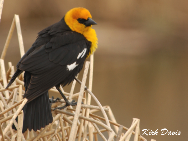 Photo (3): Yellow-headed Blackbird