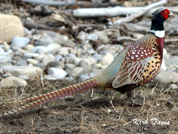 Photo (2): Ring-necked Pheasant