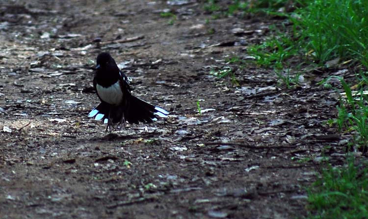 Photo (10): Spotted Towhee