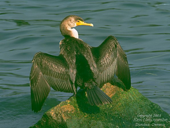 Photo (14): Double-crested Cormorant