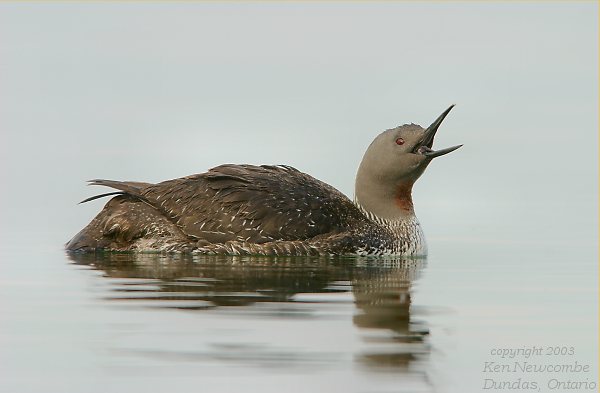 Photo (1): Red-throated Loon