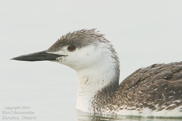 Photo (7): Red-throated Loon