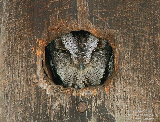 Photo (3): Eastern Screech-Owl