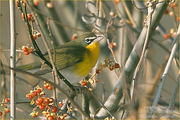Photo (5): Yellow-breasted Chat