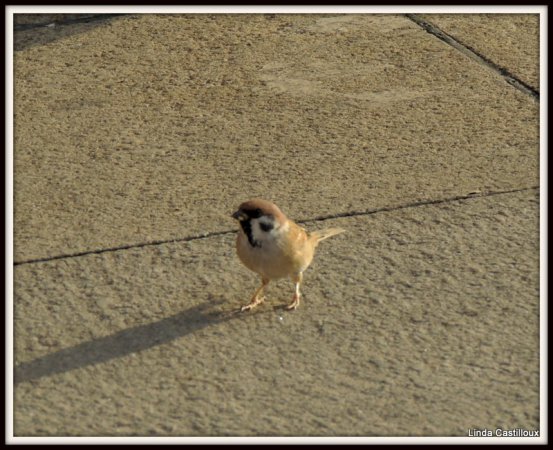 Photo (1): Eurasian Tree Sparrow