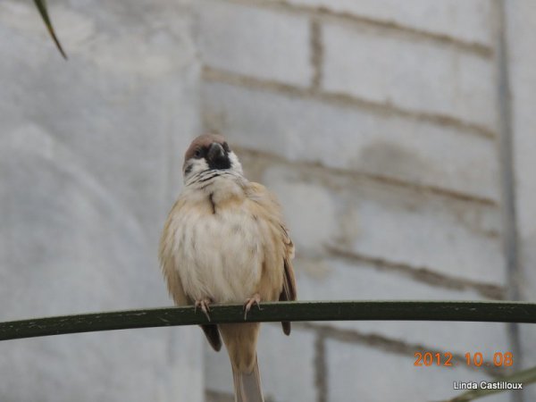 Photo (2): Eurasian Tree Sparrow