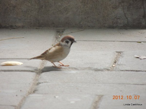 Photo (3): Eurasian Tree Sparrow