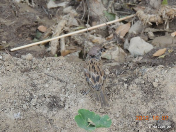 Photo (6): Eurasian Tree Sparrow