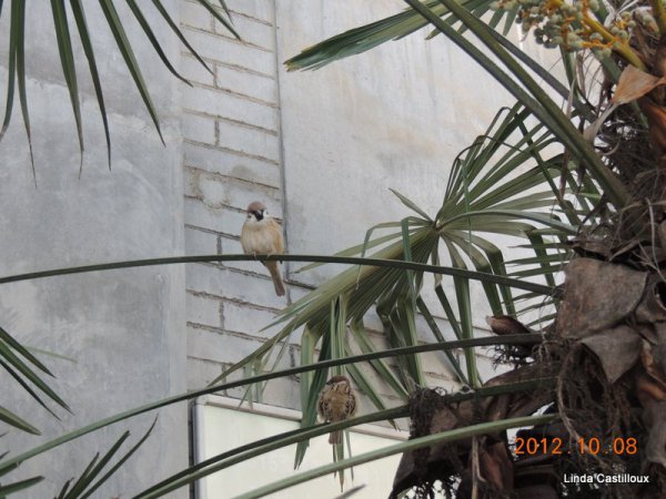 Photo (4): Eurasian Tree Sparrow