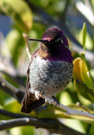 Photo (5): Anna's Hummingbird