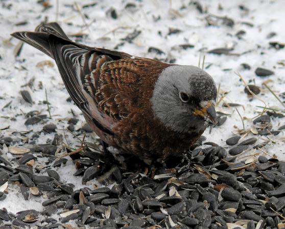 Photo (2): Gray-crowned Rosy-Finch