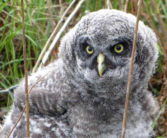 Photo (8): Great Gray Owl