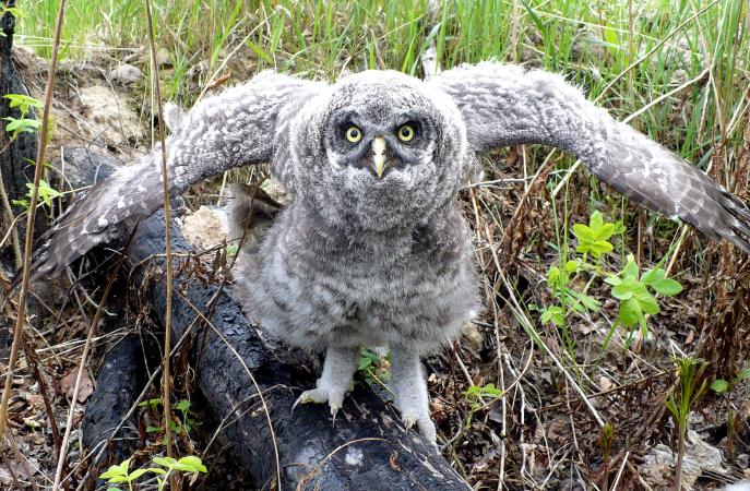 Photo (9): Great Gray Owl