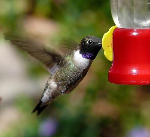Photo (9): Black-chinned Hummingbird