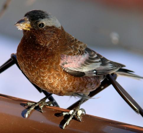 Photo (3): Gray-crowned Rosy-Finch
