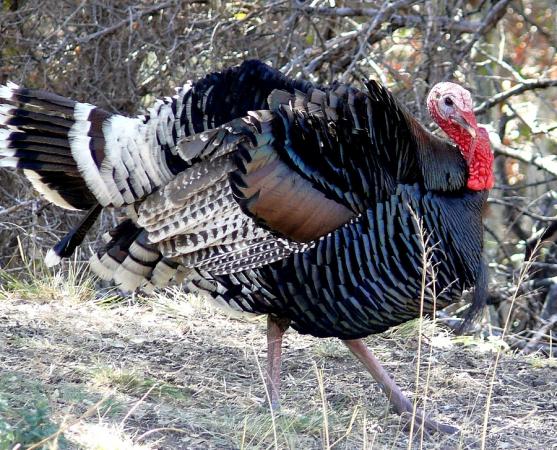 Photo (1): Wild Turkey