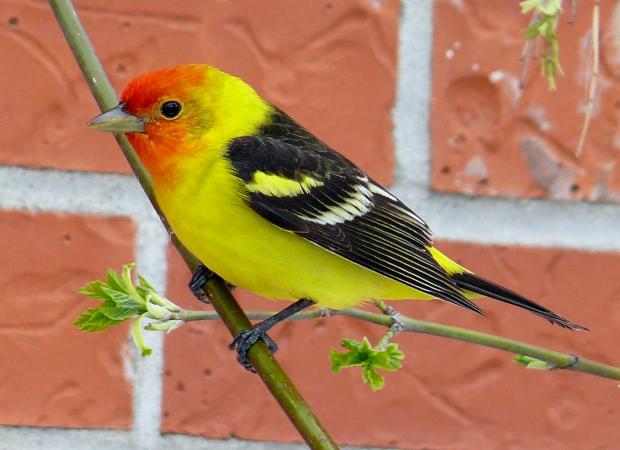 Photo (1): Western Tanager