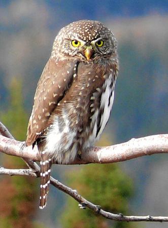 Photo (1): Northern Pygmy-Owl