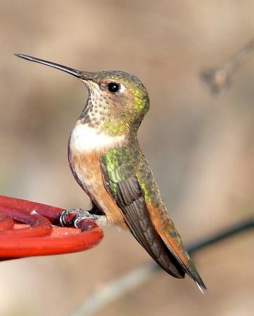 Photo (14): Rufous Hummingbird