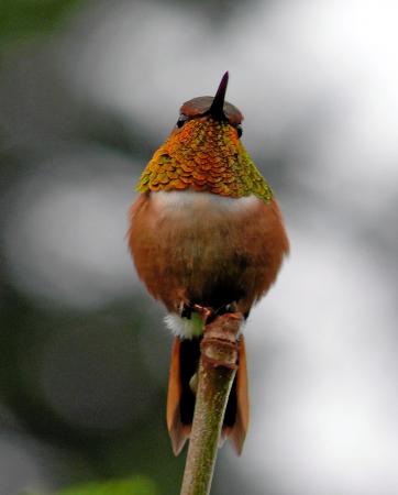 Photo (2): Rufous Hummingbird