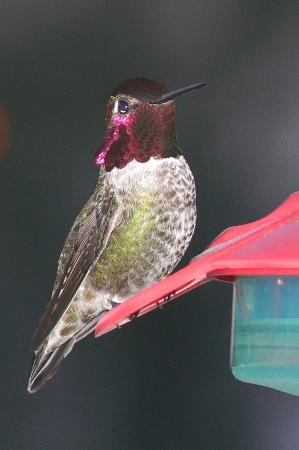 Photo (13): Anna's Hummingbird