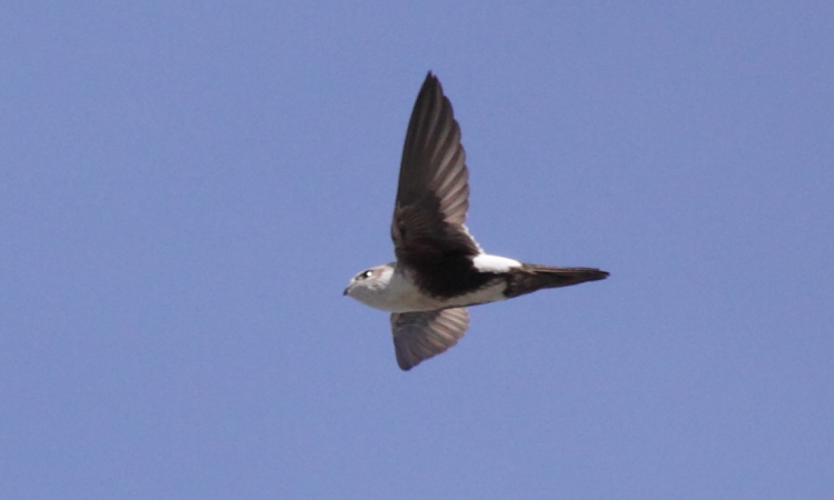 Photo (1): White-throated Swift