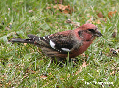Photo (4): White-winged Crossbill