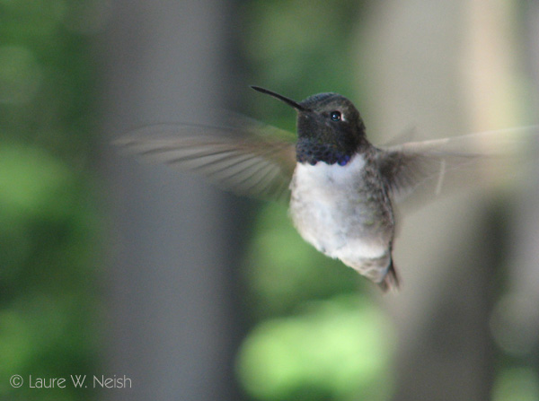 Photo (5): Black-chinned Hummingbird