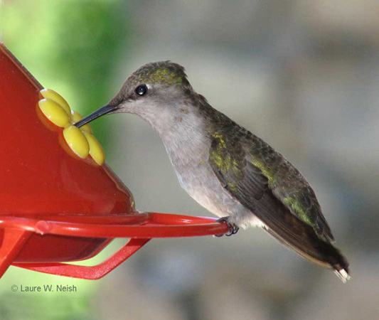 Photo (17): Black-chinned Hummingbird