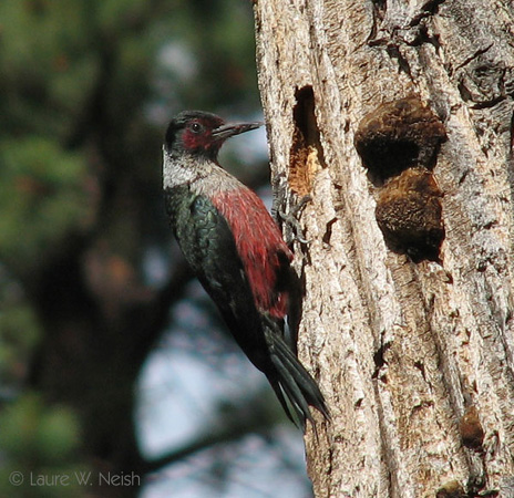 Photo (1): Lewis's Woodpecker