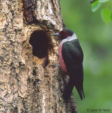 Photo (11): Lewis's Woodpecker