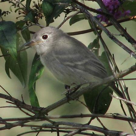 Photo (4): Gray Flycatcher
