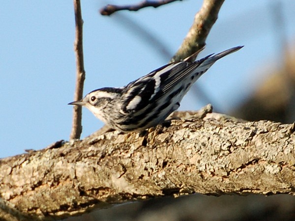 Photo (15): Black-and-white Warbler
