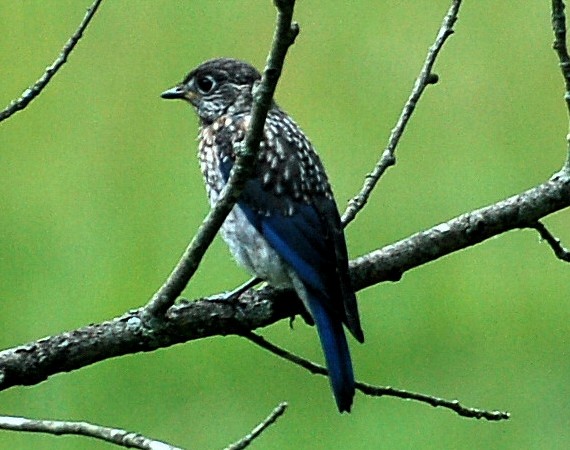 Photo (29): Eastern Bluebird